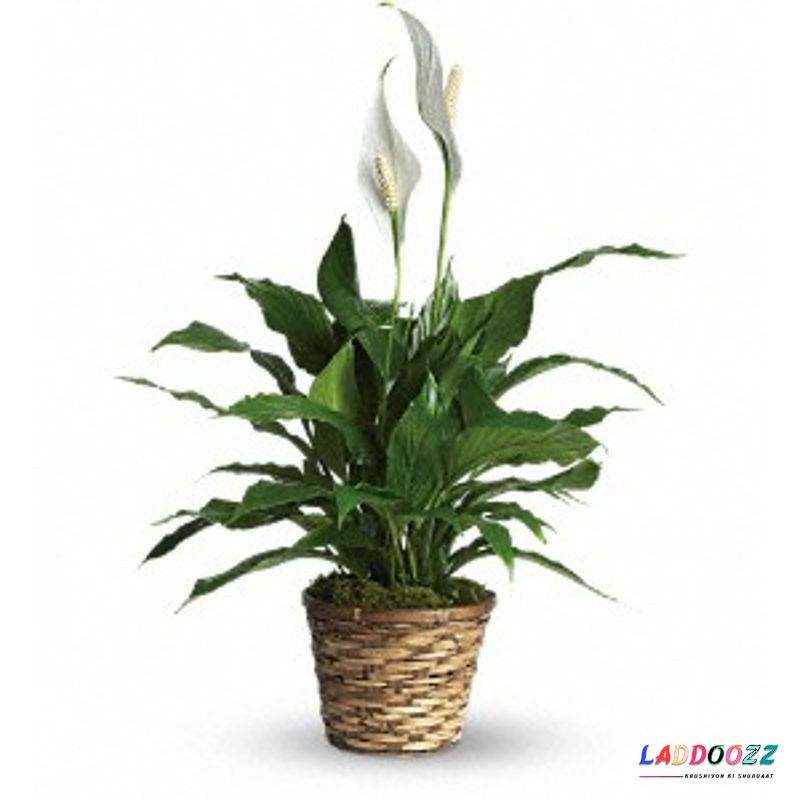 Lily Pot Of Peace Bouquet 